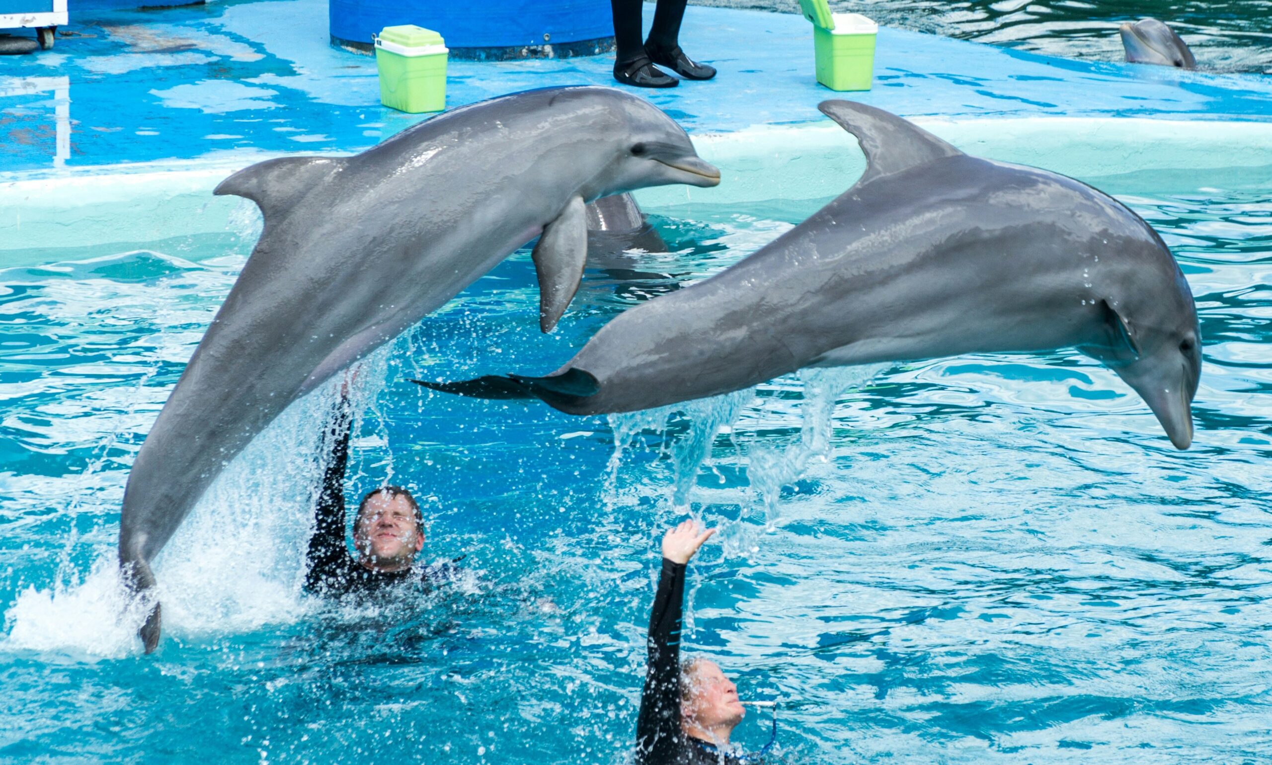 海洋公園疑似恢復海豚表演  商業娛樂代價血淚斑斑
