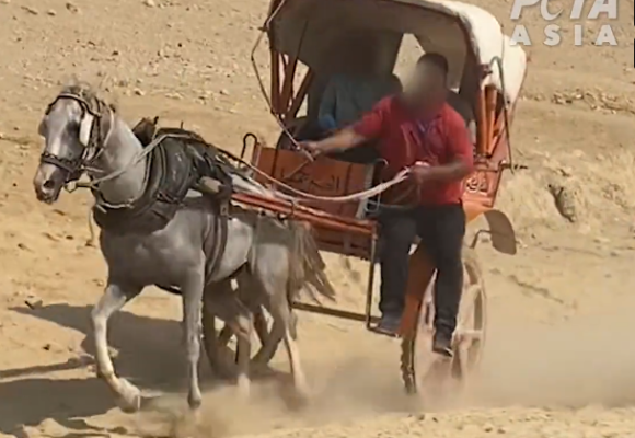 馬年關注馬科動物受虐　PETA發起簽名運動　促埃及取締旅遊點騎乘馬匹和駱駝活動
