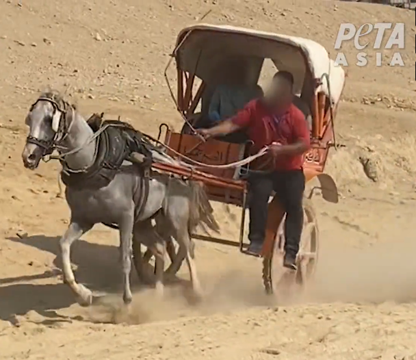馬年關注馬科動物受虐　PETA發起簽名運動　促埃及取締旅遊點騎乘馬匹和駱駝活動